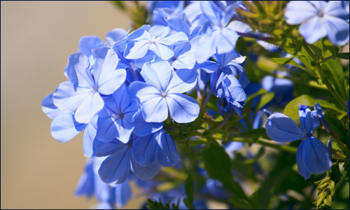 Small Blue Flowers